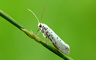 Thistle Ermine (Myelois circumvoluta)